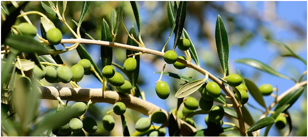 Basic differences between regular olive oil and extra virgin olive oil