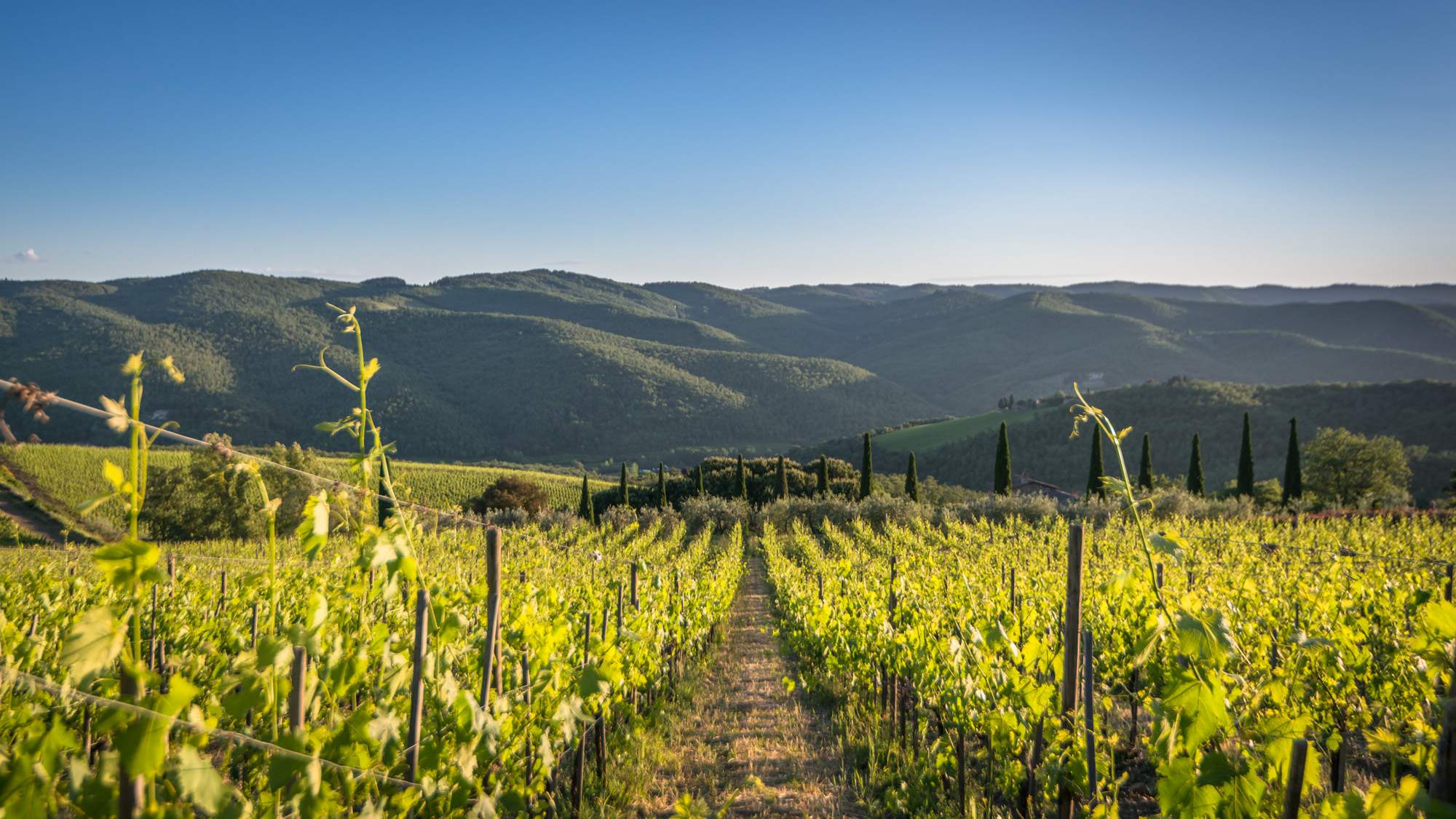 Dite di Si all'inverno in Chianti