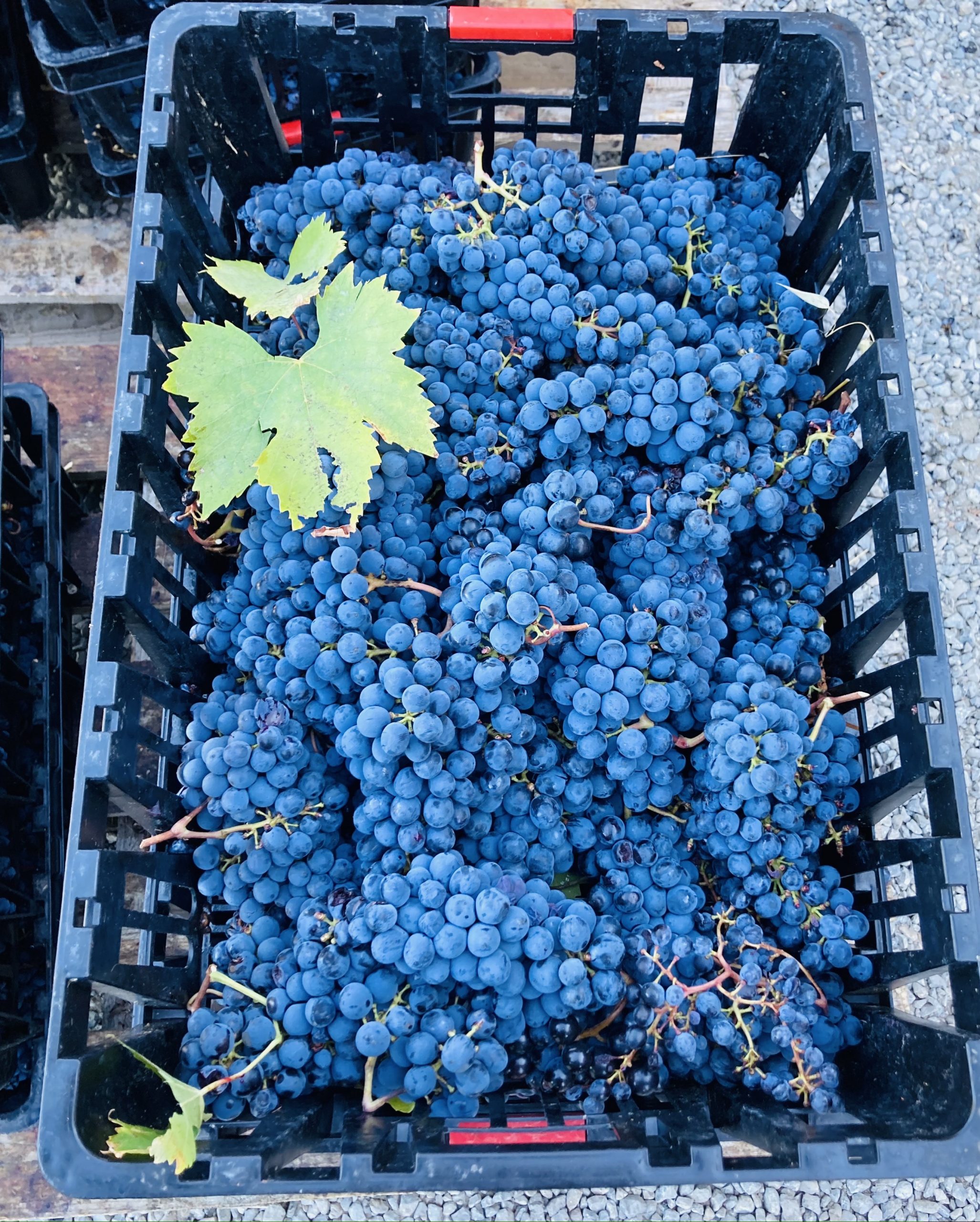 Planning the Perfect Trip to Tuscany