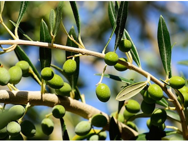 Basic differences between regular olive oil and extra virgin olive oil