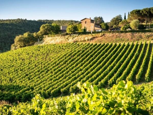 Un viaggio tra i vigneti del Chianti Classico: storia, paesaggi e sapori autentici