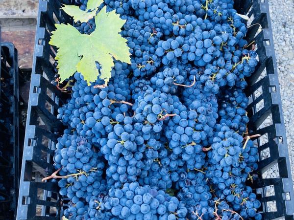 Planning the Perfect Trip to Tuscany