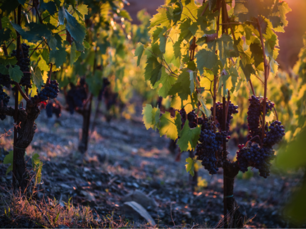 Sensory Wine Tasting in Chianti | Fattoria di Montemaggio